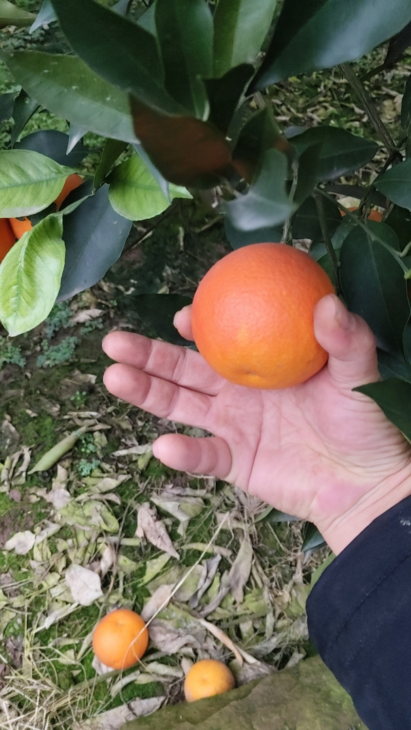 精品血橙
