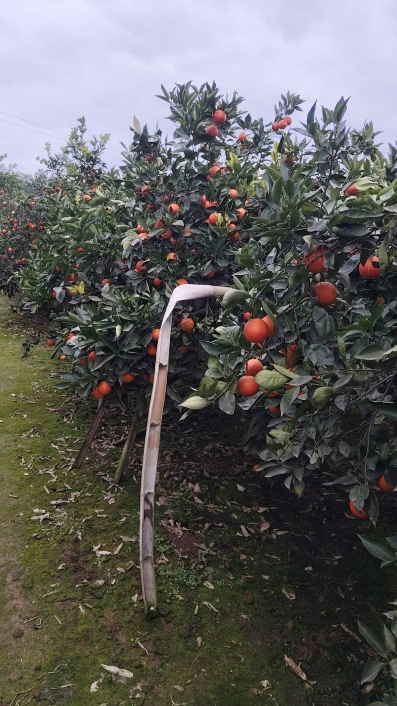 精品血橙