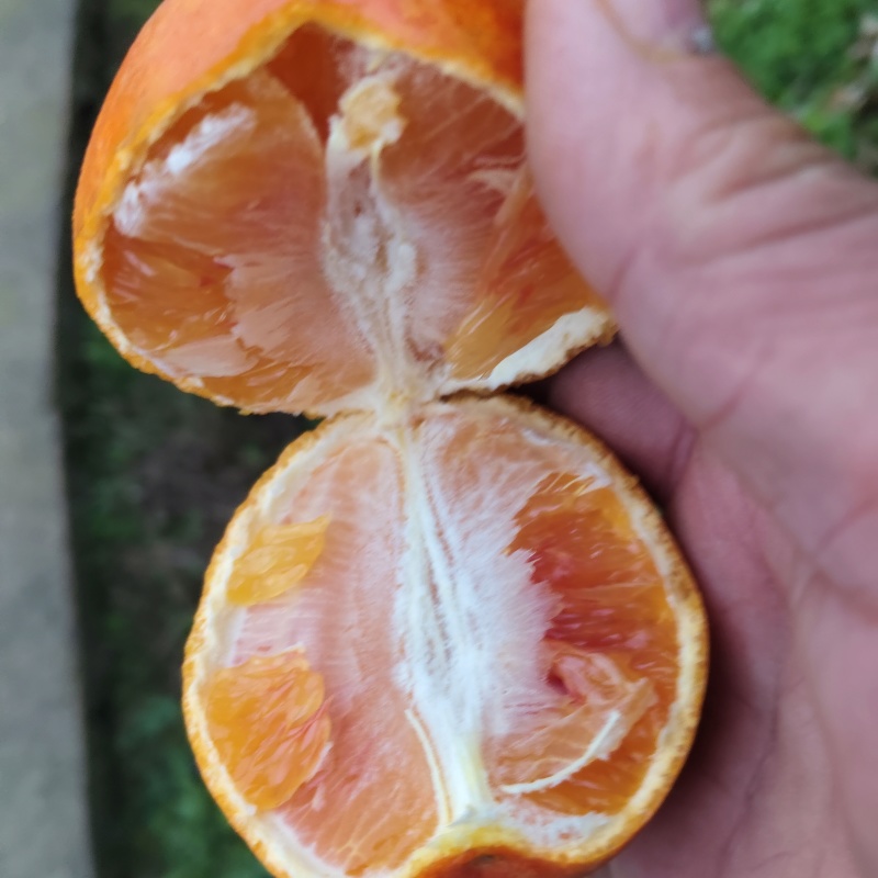 精品血橙
