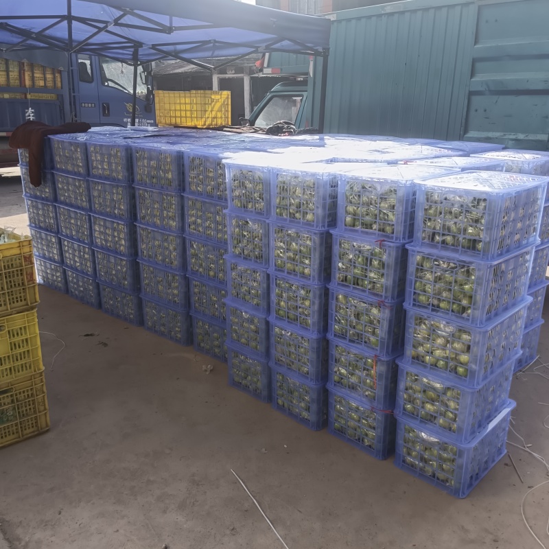 广西青枣牛奶枣大量现货供应，量大价优，对接全国客商，欢迎电联