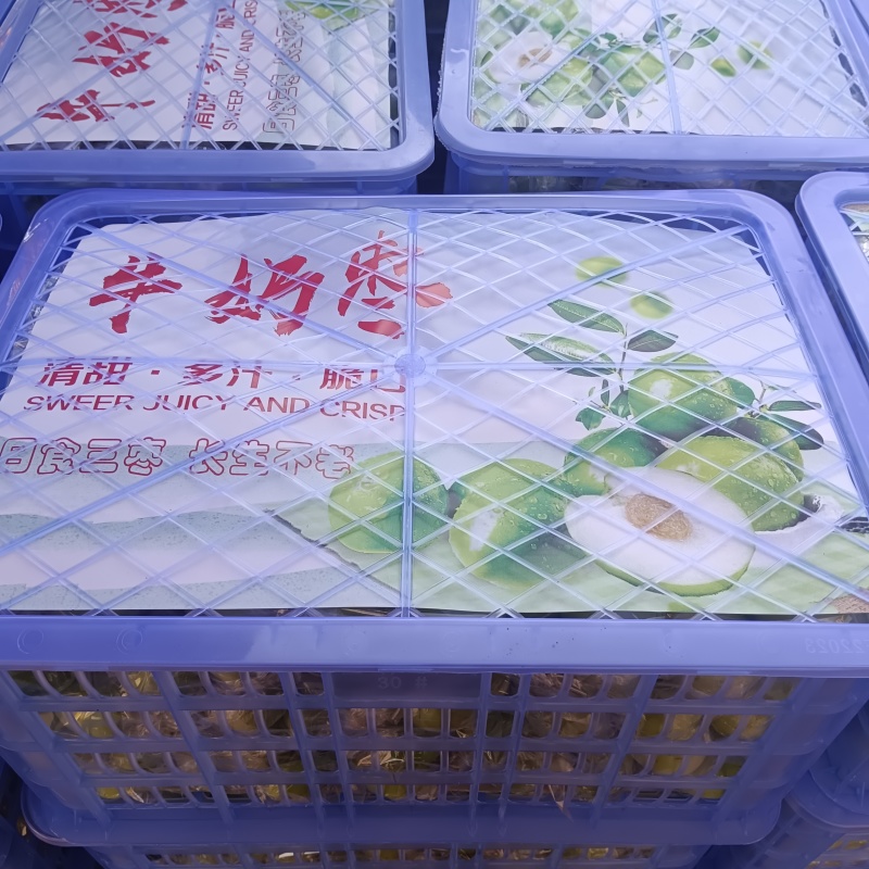 广西青枣牛奶枣大量现货供应，量大价优，对接全国客商，欢迎电联