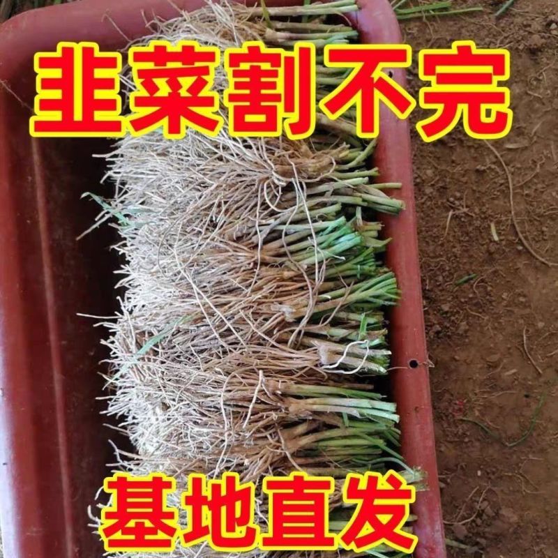 宿迁沭阳韭菜根韭菜苗电商供货