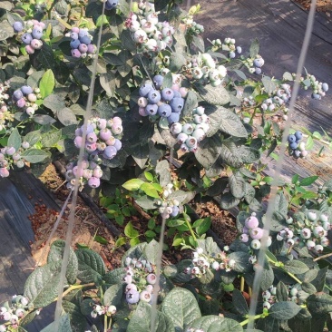 花香蓝莓大量上市