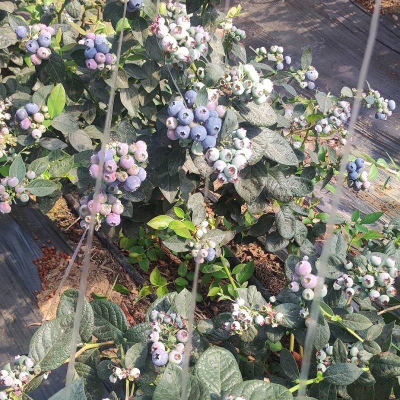 花香蓝莓大量上市