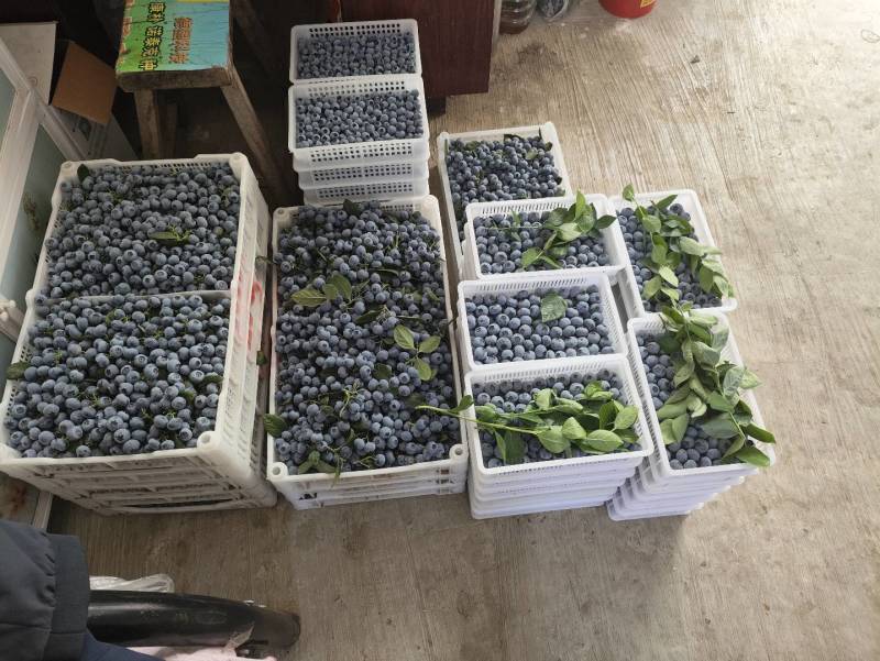 花香蓝莓大量上市