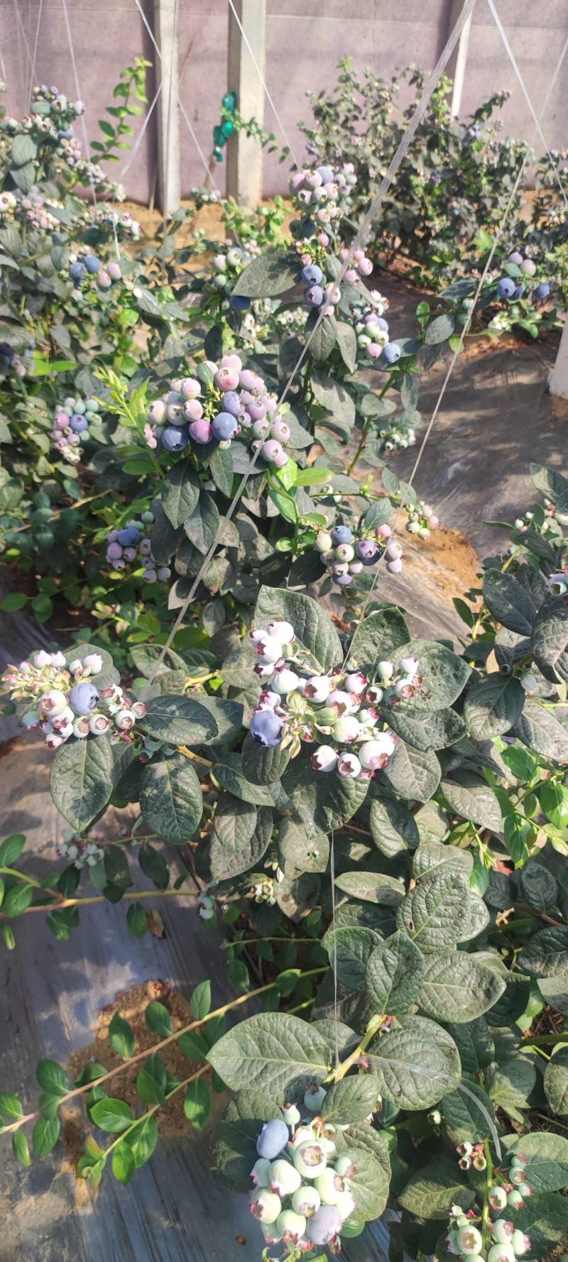 花香蓝莓大量上市