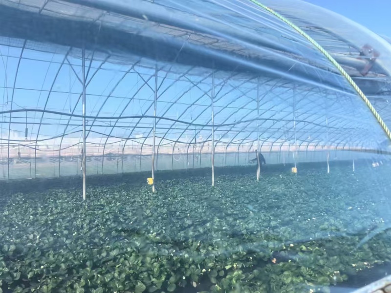 精品大棚膜水晶po膜长寿膜无滴膜西瓜大棚膜葡萄专用膜