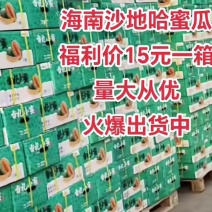 海南蜜瓜15