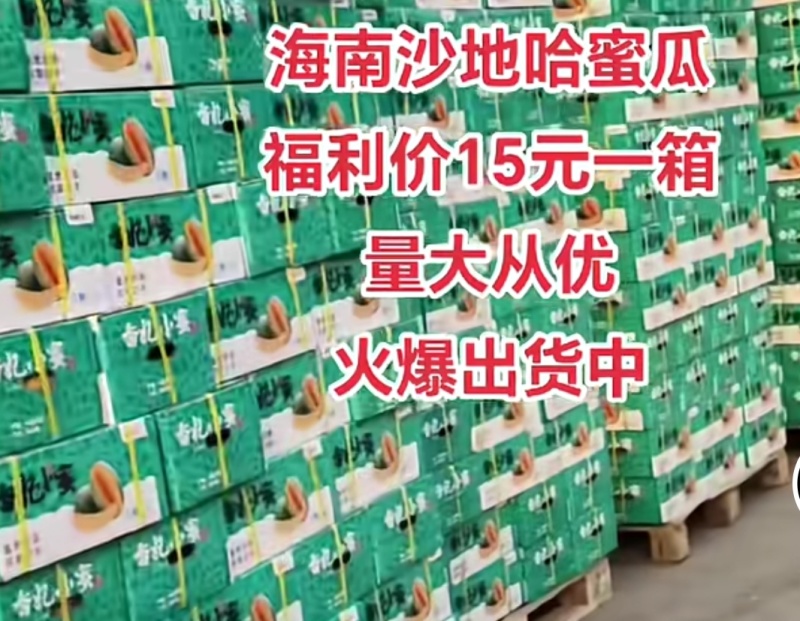 海南蜜瓜15