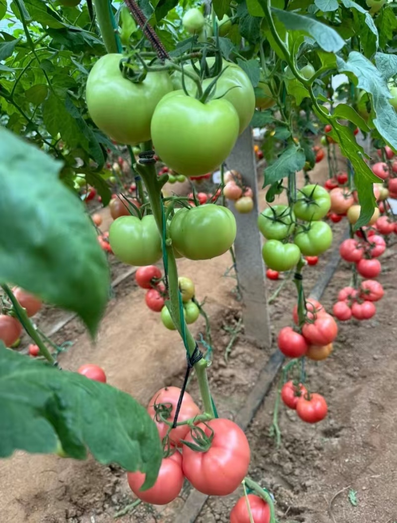 大果硬粉抗死棵抗线虫越夏硬粉西红柿苗早熟品种产量高