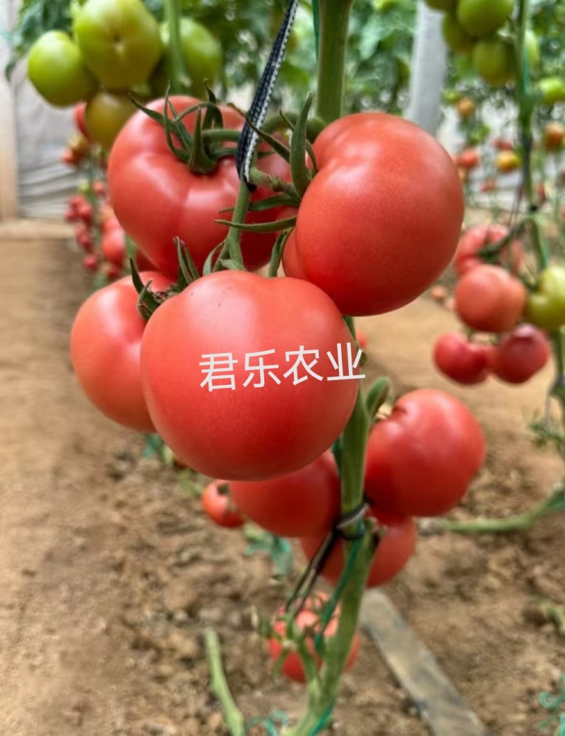 大果硬粉抗死棵抗线虫越夏硬粉西红柿苗早熟品种产量高