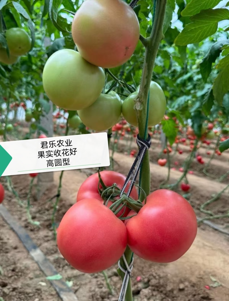 大果硬粉抗死棵抗线虫越夏硬粉西红柿苗早熟品种产量高