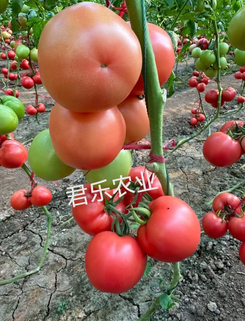 大果硬粉抗死棵抗线虫越夏硬粉西红柿苗早熟品种产量高