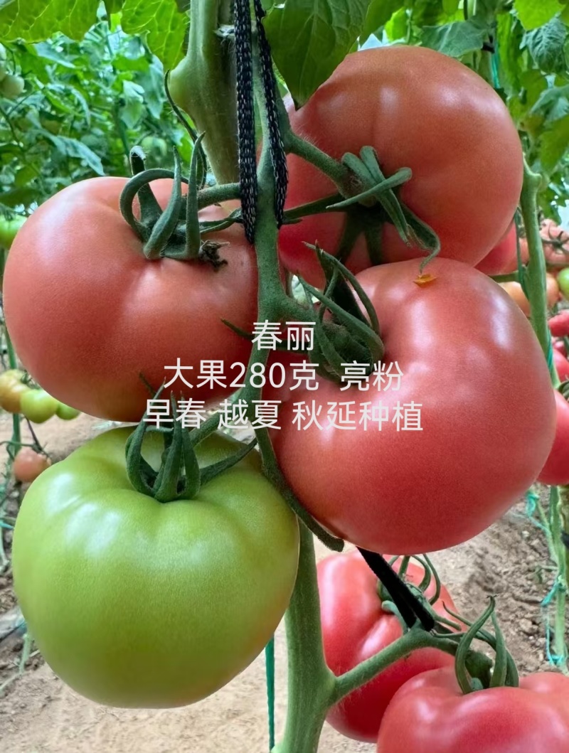 大果硬粉抗死棵抗线虫越夏硬粉西红柿苗早熟品种产量高