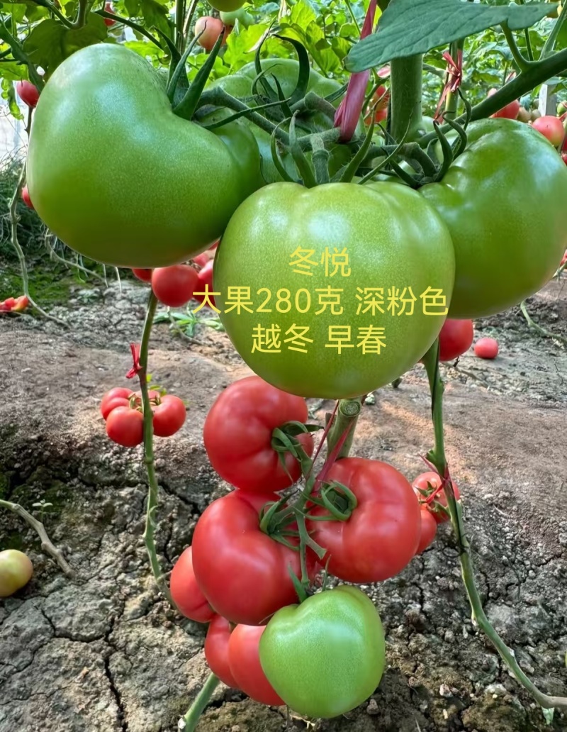 大果硬粉抗死棵抗线虫越夏硬粉西红柿苗早熟品种产量高