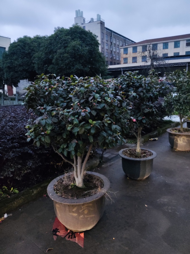 茶花