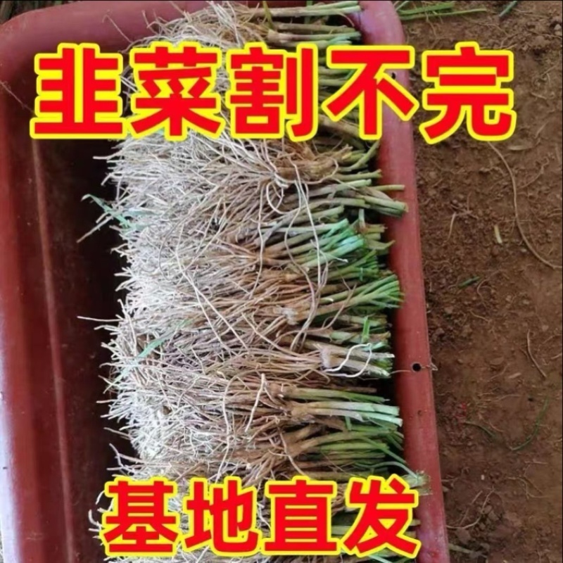 韭菜根韭菜苗量大价优产地直供包教技术欢迎来电