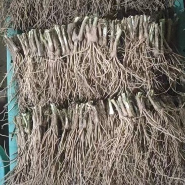 韭菜根现挖现发江苏韭菜苗电商供货一手货源