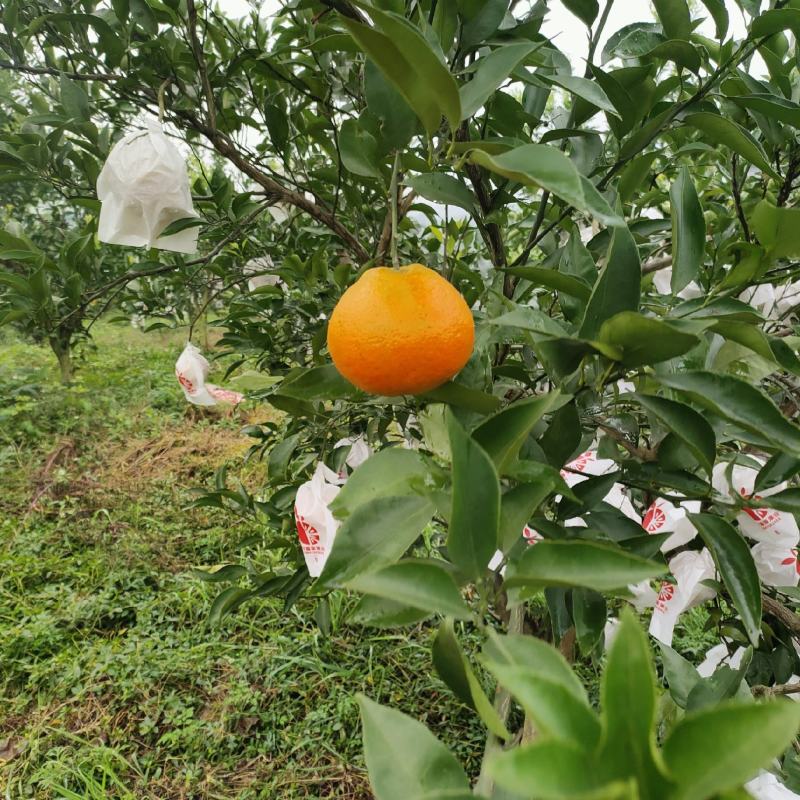 大雅柑