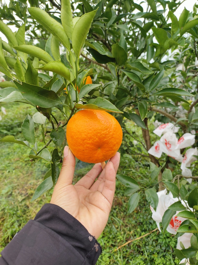 大雅柑