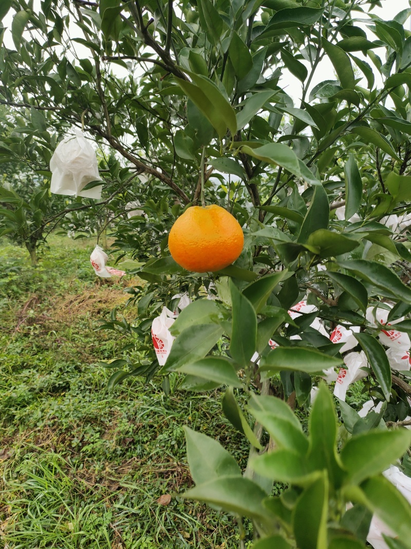 大雅柑