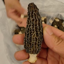 羊肚菌干货