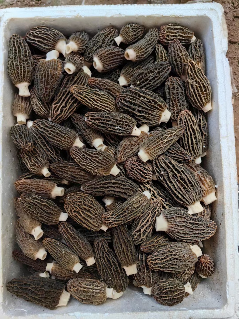 羊肚菌干货