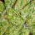 泡椒脆笋段山椒脆笋500克开袋即食的凉菜开胃菜