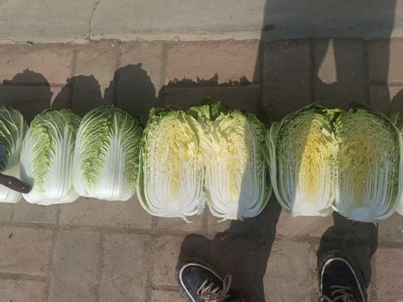 大白菜.黄心大白菜大量上现货.欢迎咨询订购。