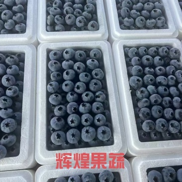 山东蓝莓花25L11F6等大量上市全国发货