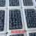山东蓝莓花25L11F6等大量上市全国发货