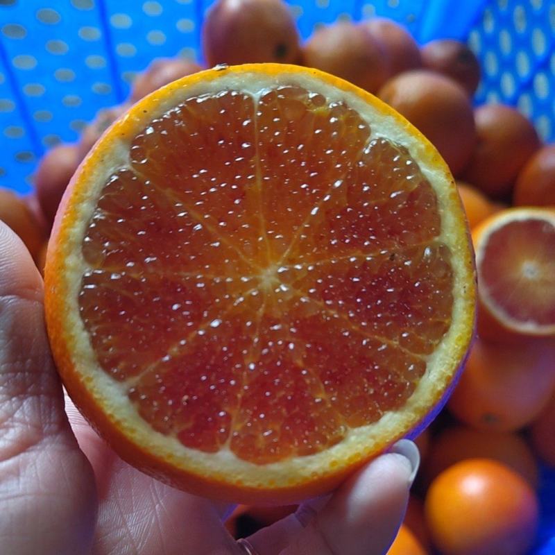 精品塔罗科血橙