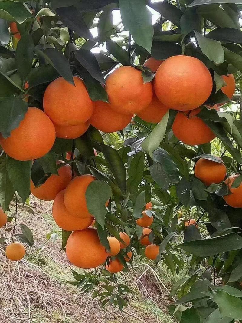精品塔罗科血橙