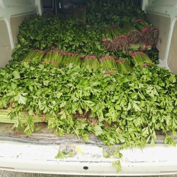 新泰芹菜/玻璃翠芹菜/大棚种植/质量三包/供应电商市场
