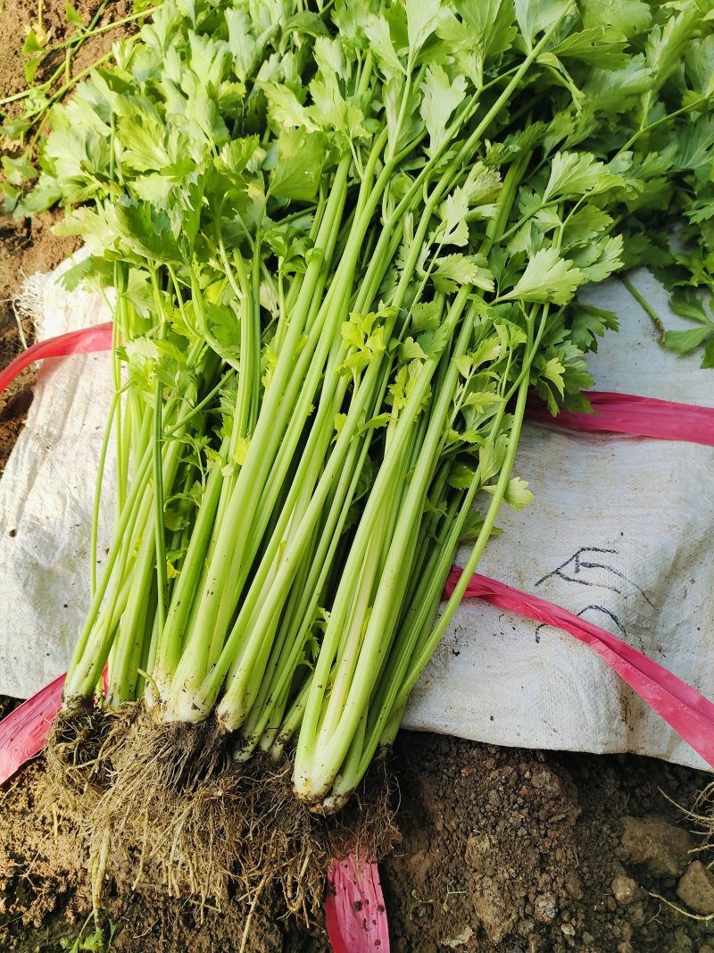 新泰芹菜/玻璃翠芹菜/大棚种植/质量三包/供应电商市场