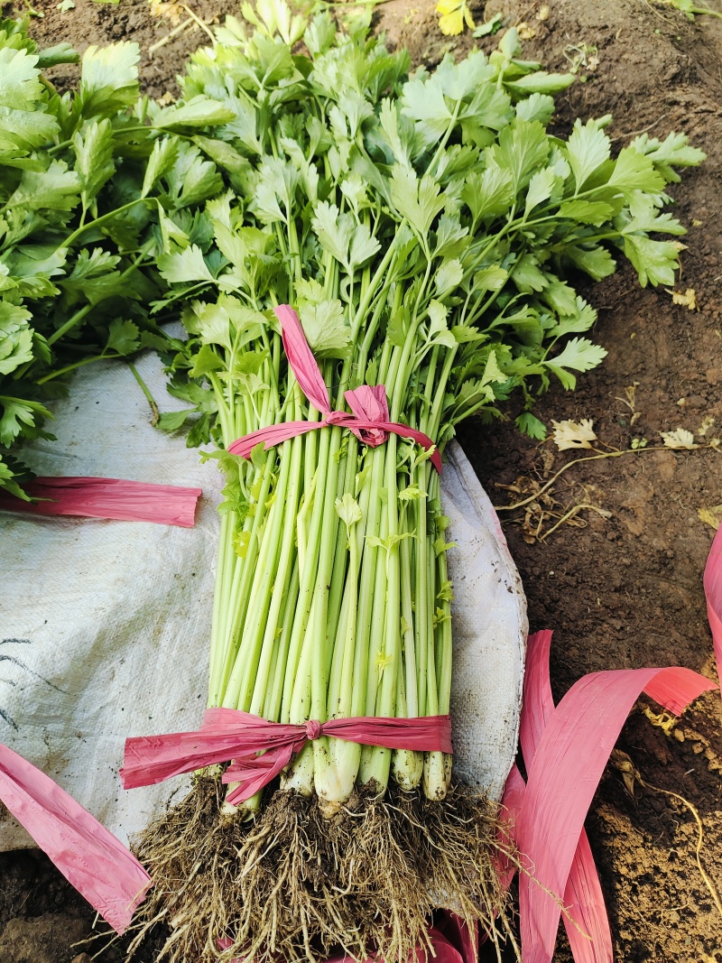 新泰芹菜/玻璃翠芹菜/大棚种植/质量三包/供应电商市场