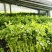 新泰芹菜/玻璃翠芹菜/大棚种植/质量三包/供应电商市场