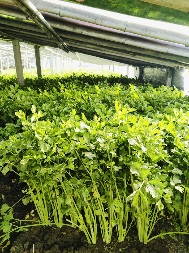 新泰芹菜/玻璃翠芹菜/大棚种植/质量三包/供应电商市场
