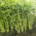 新泰芹菜/玻璃翠芹菜/大棚种植/质量三包/供应电商市场