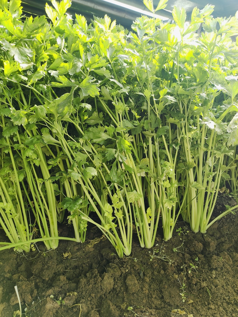 新泰芹菜/玻璃翠芹菜/大棚种植/质量三包/供应电商市场