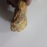 珍藏鸡宝，急出