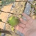 无花果