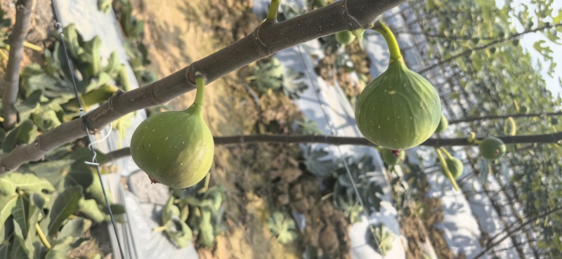 无花果