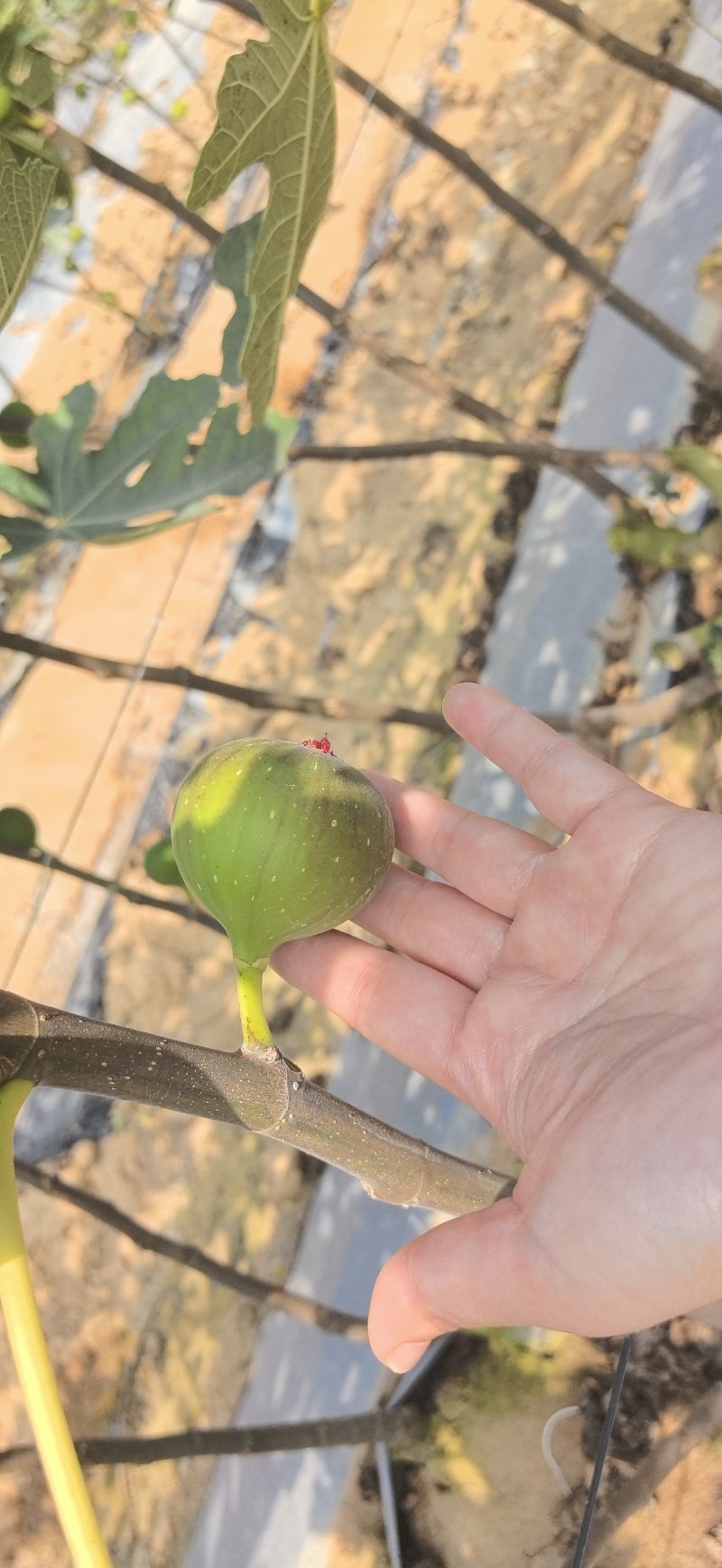 无花果
