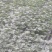 8424西瓜苗甜王西瓜苗