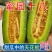 羊角蜜甜瓜，蜜源十八，博洋七二甜瓜，支持电一件代发，代收