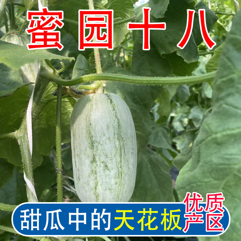 羊角蜜甜瓜，蜜源十八，博洋七二甜瓜，支持电一件代发，代收