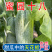 羊角蜜甜瓜，蜜源十八，博洋七二甜瓜，支持电一件代发，代收