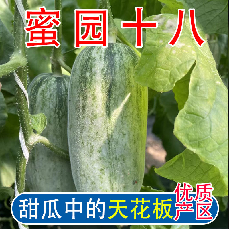 羊角蜜甜瓜，蜜源十八，博洋七二甜瓜，支持电一件代发，代收