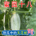羊角蜜甜瓜，蜜源十八，博洋七二甜瓜，支持电一件代发，代收